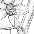 Ruscus aculeatus
